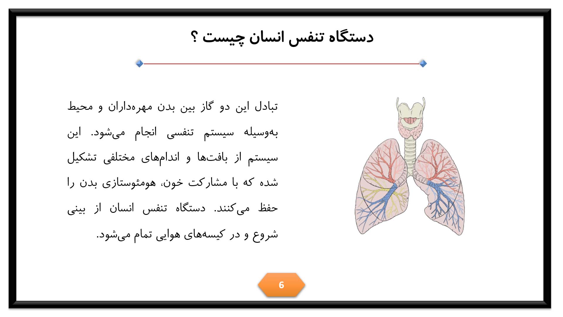 پاورپوینت در مورد دستگاه تنفس انسان